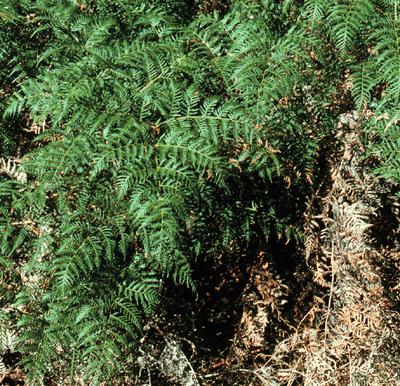 Pteridium esculentum